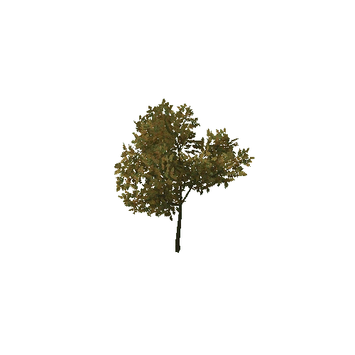 HVR Tree V01 T10 C02